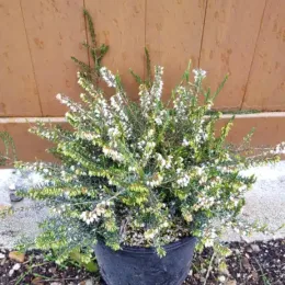 Bruyère d'hiver blanche 'Silbershmelze' (Erica × darleyensis) — touffe dense de petites fleurs blanches en pot · Pot 3L Touffe