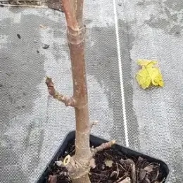 Figuier 'Grise de saint jean' (Ficus carica) — jeune tige ligneuse en pot noir, quelques bourgeons · Pot 1.5L