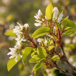 Amélanchier à feuille d'aulne 'Martin' (Amelanchier alnifolia) — Photo d'illustration, photo 4
