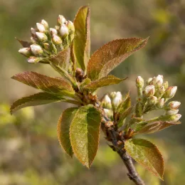 Amélanchier à feuille d'aulne 'Northline' (Amelanchier alnifolia) — grappe de boutons floraux sur rameau feuillé