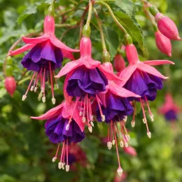 Fushia 'Tom thumb' (Fuchsia) — grappes de fleurs pendantes roses et violettes · Photo d'illustration