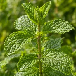 Menthe yakima 'Yakima' (Mentha × piperita) — gros plan sur tige avec feuilles gaufrées · Photo d'illustration