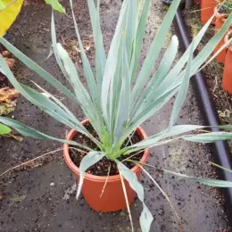 Yucca 'French flag' (Yucca filamentosa) — rosette de longues feuilles vertes en pot plastique · Pot 2.5L