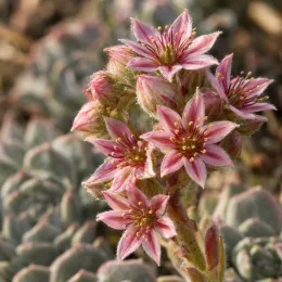 Joubarbe silver suede 'Chick charms silver suede' (Sempervivum) — fleurs étoilées roses sur tiges velues, gros plan · Photo d'illustration