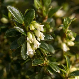 Chèvrefeuille boule à feuilles de buis 'Panmin' (Lonicera nitida) — feuillage vert luisant avec petites fleurs tubulaires blanches · Photo d'illustration