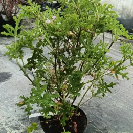 Géranium à feuille de chêne (Pelargonium quercifolium) — plante buissonnante en pot plastique noir en pépinière · Pot 3L