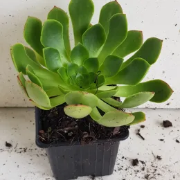 Succulente 'Surreal diamond' (Semponium) — succulente verte en rosette dans pot carré noir · Godet