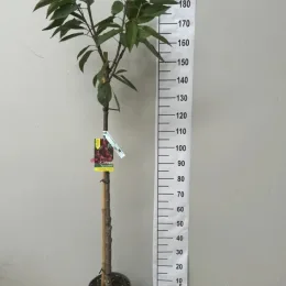 Cerisier burlat — jeune arbre en pot devant toise graduée · Pot 15L Tige