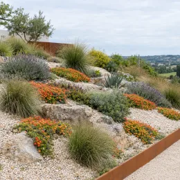 Pourpier vivace 'Fire' (Delosperma) — massif rocailleux fleuri sur talus en pente · Photo d'illustration