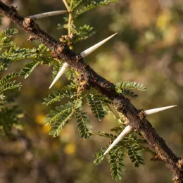 Mimosa du chili (Acacia) — branche épineuse avec petites feuilles composées