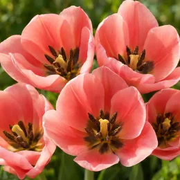 Tulipe botanique greigii 'Princesse charmante' (Tulipa greigii) — gros plan sur plusieurs fleurs roses ouvertes