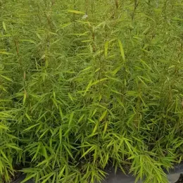 Bambou 'Campbell' (Fargesia robusta) — jeunes cannes dressées au feuillage fin serré · Pot 3L Touffe