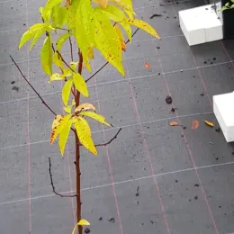 Pêcher franc 'Missour' (Prunus persica) — jeune arbre élancé au feuillage clairsemé · Pot 2L