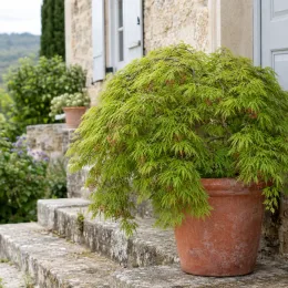 Érable du japon 'Green lace' (Acer palmatum) — arbuste retombant en pot devant une maison