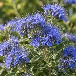 Barbe-bleue 'Kew blue' (Caryopteris clandonensis) — inflorescences bleues denses au-dessus d’un feuillage vert · Photo d'illustration