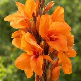 Balisier 'Bronze orange' (Canna cannova) — grappes de grandes fleurs orange sur tige · Photo d'illustration