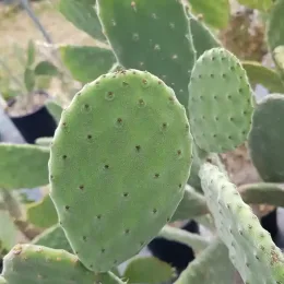 Oponce tomenteuse (Opuntia tomentosa) — raquette charnue de cactus aux aréoles espacées