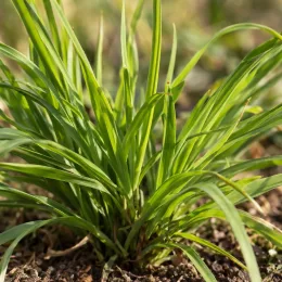 Briza 'Limouzi' (Briza media) — touffe de graminée au feuillage vert étroit