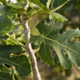 Figuier 'Violette normande' (Ficus carica) — gros plan sur feuilles lobées vertes