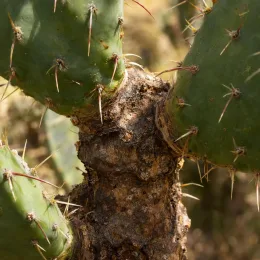 Cactée (Opuntia × curvispina) — gros plan sur tiges épaisses couvertes d'épines · Photo d'illustration