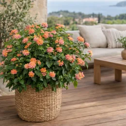 Lantanier (Lantana alleluya) — plante fleurie en pot tressé sur terrasse · Photo d'illustration