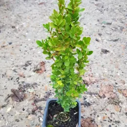 Buis à bordures 'Château' (Buxus sempervirens) — jeune arbuste dense au feuillage vert en pot · Godet