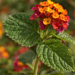 Lantanier 'Cochenille' (Lantana camara) — gros plan d'une ombelle de petites fleurs multicolores · Photo d'illustration