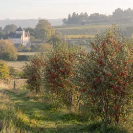 Chalef d'automne à baies rouges 'Amoroso' (Eleagnus umbellata) — arbustes couverts de petites baies rouges, paysage rural · Photo d'illustration