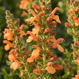 Sauge à petites feuilles 'Orange' (Salvia microphylla) — grappes de petites fleurs orange en épis