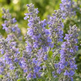 Menthe aux chats 'Walker's low' (Nepeta × faassenii) — épis denses de petites fleurs mauves au jardin · Photo d'illustration