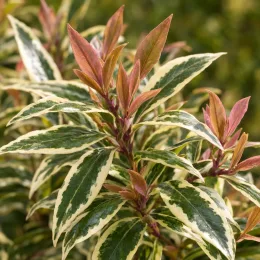 Leucothoé 'White water' (Leucothoe fontanesiana) — feuillage panaché aux jeunes pousses rouges · Photo d'illustration