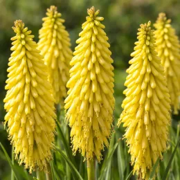Kniphofia 'Poco® citron' — grappes florales jaunes dressées sur fond vert