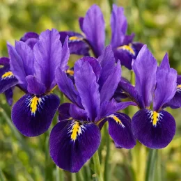 Iris nain naturalisable 'Pauline' (Iris reticulata) — gros plan de fleurs violettes bicolores · Photo d'illustration