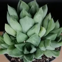 Succulente (Haworthia cymbiformis) — rosette serrée de feuilles charnues vert clair · Pot 1.5L