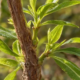 Verveine citronnelle (Aloysia citriodora) — tige ligneuse avec jeunes pousses feuillées · Photo d'illustration