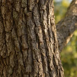 Pacanier à noix de pécan (Carya illlinoinensis) — gros plan sur écorce rugueuse d’arbre · Photo d'illustration