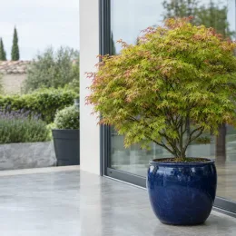 Érable du japon 'Little princess' (Acer palmatum) — arbre en pot vernissé bleu sur terrasse moderne