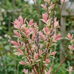 Saule crevette 'Flamingo' (Salix integra) — rameaux colorés avec jeunes chatons et feuillage panaché