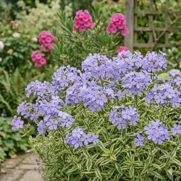 Phlox 'Blue ribbons' (Phlox divaricata) — touffe fleurie violet pâle au bord d'une allée