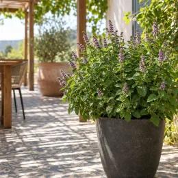 Menthe pamplemousse 'Grapefruit' (Mentha × piperita) — grand plant aromatique fleuri en pot sur terrasse · Photo d'illustration