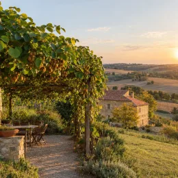 Kiwi 'Femelle' (Actinidia) — pergola couverte de lianes fruitières au coucher du soleil · Photo d'illustration