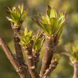 Plante à feuillage 'Moas toes' (Pseudopanax lessonii) — bourgeons terminaux verts sur tiges ligneuses · Photo d'illustration