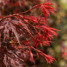 Erable du japon pourpre 'Crimson queen' (Acer palmatum) — jeunes feuilles rouges découpées, gros plan · Photo d'illustration