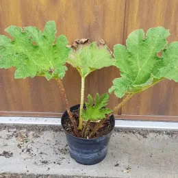 Rhubarbe géante (Gunnera manicata) — jeune plant à grandes feuilles vertes texturées · Pot 3L