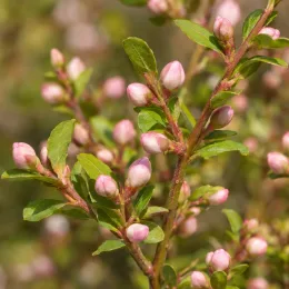 Deutziaprettistars 'Pink cloud' — rameaux couverts de boutons floraux roses et feuillage