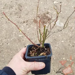 Rosier couvre-sol 'Pretty fairy' (Rosa) — main tenant jeune plant nu en pot plastique · Godet