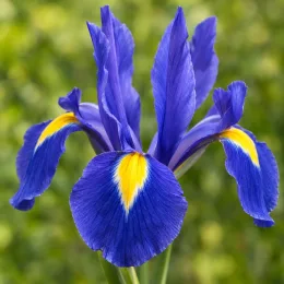 Iris de hollande 'Blue magic' (Iris × hollandica) — fleur d’iris bleue avec centre jaune · Photo d'illustration