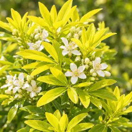 Choisya 'Sundance' (Choisya ternata) — feuillage vert clair avec petites fleurs blanches · Photo d'illustration