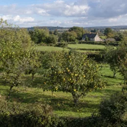 Cognassier d'angers 'Angers' (Cydonia oblonga) — verger de petits arbres fruitiers à la campagne · Photo d'illustration