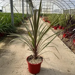 Cordyline 'Sundance' (Cordyline australis) — plante graphique en pot dans serre de pépinière · Pot 4L